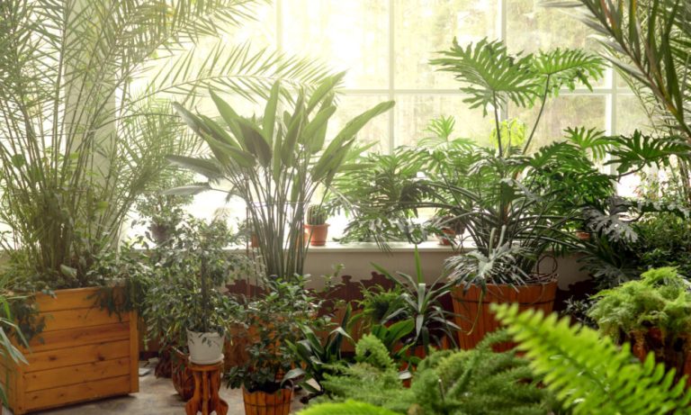 How Biophilic Design Connects Homes with Nature in Miami
